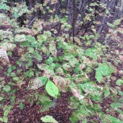 Ulmus x hollandica at Yarralumla, ACT - 1 Feb 2019