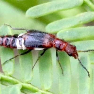 Carphurus sp. (genus) (Soft-winged flower beetle) at Mount Ainslie - 1 Feb 2019 by jb2602