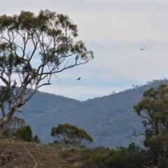 Aquila audax (Wedge-tailed Eagle) at Kambah, ACT - 4 Feb 2019 by davobj