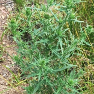 Cirsium vulgare at Yarralumla, ACT - 1 Feb 2019