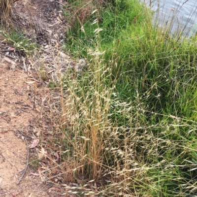 Avena (genus) (Wild Oats) at Yarralumla, ACT - 1 Feb 2019 by ruthkerruish