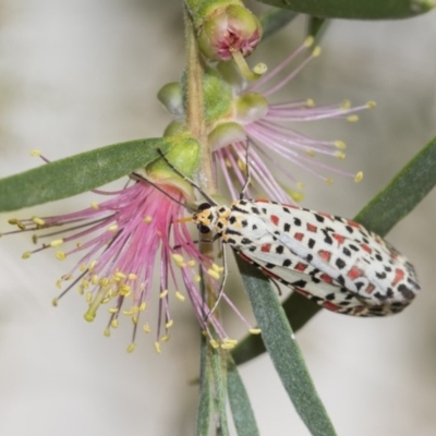 Utetheisa pulchelloides (Heliotrope Moth) at Higgins, ACT - 4 Feb 2019 by Alison Milton