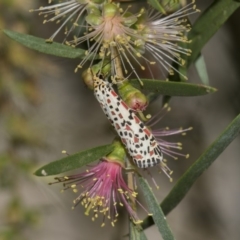 Utetheisa pulchelloides at Higgins, ACT - 4 Feb 2019