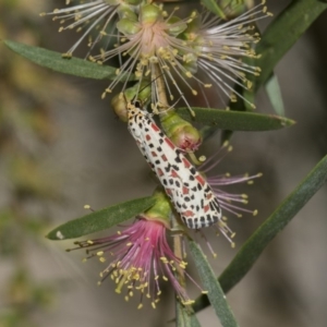 Utetheisa pulchelloides at Higgins, ACT - 4 Feb 2019 12:20 PM