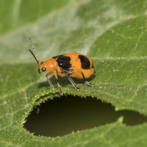 Aulacophora hilaris at Higgins, ACT - 4 Feb 2019