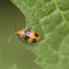 Aulacophora hilaris at Higgins, ACT - 4 Feb 2019