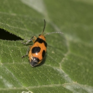 Aulacophora hilaris at Higgins, ACT - 4 Feb 2019