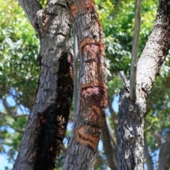 Petaurus australis australis (Yellow-bellied Glider) at Ulladulla, NSW - 29 Jan 2019 by CharlesDove