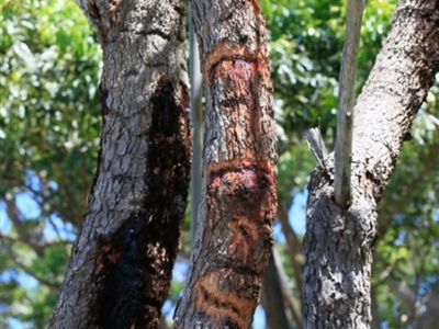 Petaurus australis australis (Yellow-bellied Glider) at Ulladulla, NSW - 29 Jan 2019 by CharlesDove