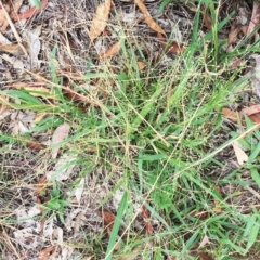 Panicum effusum (Hairy Panic Grass) at Attunga Point - 31 Jan 2019 by ruthkerruish