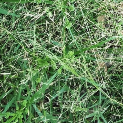 Lachnagrostis filiformis (Blown Grass) at Lake Burley Griffin West - 1 Feb 2019 by ruthkerruish