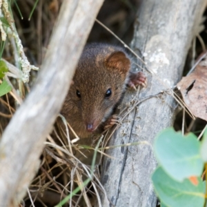 Antechinus mimetes mimetes at Rendezvous Creek, ACT - 2 Feb 2019 02:54 PM