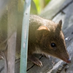 Antechinus mimetes mimetes at Rendezvous Creek, ACT - 2 Feb 2019 02:54 PM