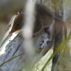 Antechinus mimetes mimetes at Rendezvous Creek, ACT - 2 Feb 2019 02:54 PM