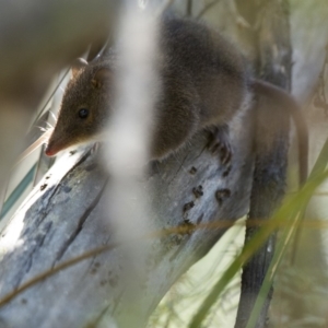 Antechinus mimetes mimetes at Rendezvous Creek, ACT - 2 Feb 2019 02:54 PM