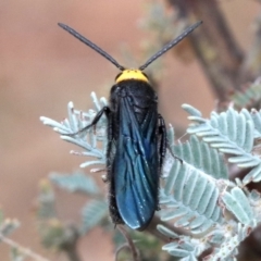 Scolia (Discolia) verticalis (Yellow-headed hairy flower wasp) at Majura, ACT - 1 Feb 2019 by jbromilow50