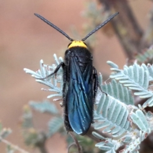 Scolia (Discolia) verticalis at Majura, ACT - 1 Feb 2019 03:19 PM