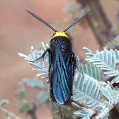 Scolia (Discolia) verticalis (Yellow-headed hairy flower wasp) at Mount Ainslie - 1 Feb 2019 by jb2602