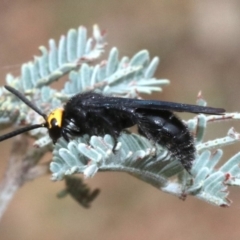 Scolia (Discolia) verticalis at Majura, ACT - 1 Feb 2019 03:19 PM