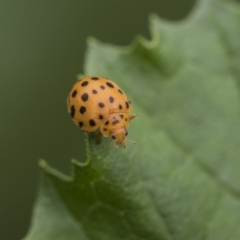 Epilachna sumbana (A Leaf-eating Ladybird) at Higgins, ACT - 4 Feb 2019 by AlisonMilton