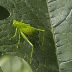 Caedicia sp. (genus) (Katydid) at Higgins, ACT - 4 Feb 2019 by AlisonMilton