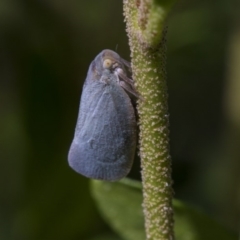 Anzora unicolor (Grey Planthopper) at Higgins, ACT - 4 Feb 2019 by AlisonMilton