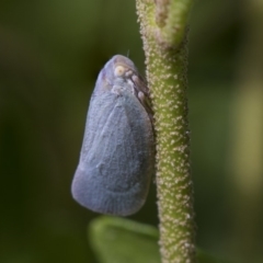 Anzora unicolor at Higgins, ACT - 4 Feb 2019