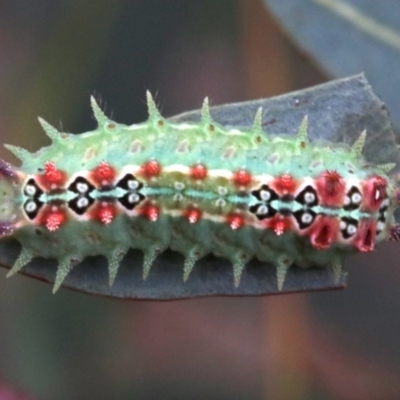Doratifera quadriguttata and casta (Four-spotted Cup Moth) at Majura, ACT - 1 Feb 2019 by jbromilow50