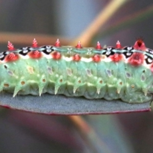 Doratifera quadriguttata and casta at Majura, ACT - 1 Feb 2019 04:09 PM