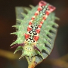 Doratifera quadriguttata and casta at Majura, ACT - 1 Feb 2019