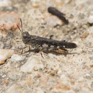 Pycnostictus sp. (genus) at Fyshwick, ACT - 16 Dec 2018 11:25 AM