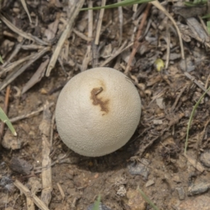 zz puffball at Fyshwick, ACT - 16 Dec 2018