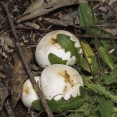 zz puffball at Jerrabomberra Wetlands - 16 Dec 2018 by Alison Milton