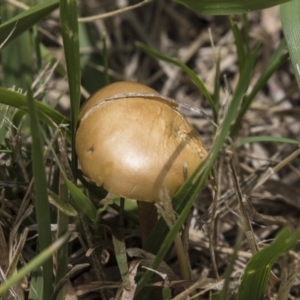 zz agaric (stem; gills white/cream) at Jerrabomberra Wetlands - 16 Dec 2018 11:57 AM