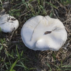 zz agaric (stem; gills not white/cream) at Higgins, ACT - 16 Dec 2018