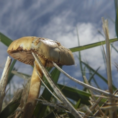 zz agaric (stem; gills white/cream) at Fyshwick, ACT - 16 Dec 2018 by AlisonMilton