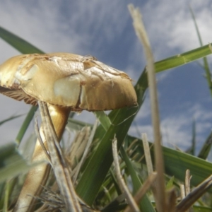 zz agaric (stem; gills white/cream) at Fyshwick, ACT - 16 Dec 2018