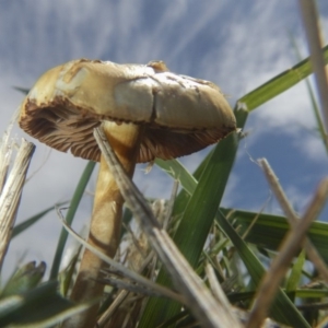 zz agaric (stem; gills white/cream) at Fyshwick, ACT - 16 Dec 2018 01:09 PM