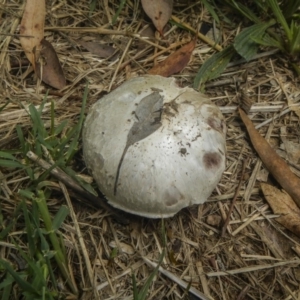 zz agaric (stem; gills white/cream) at Jerrabomberra Wetlands - 16 Dec 2018