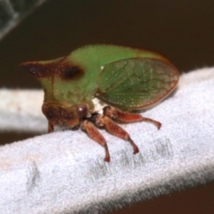 Sextius virescens (Acacia horned treehopper) at Mount Ainslie - 1 Feb 2019 by jb2602