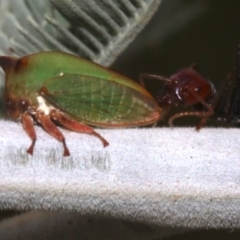 Sextius virescens at Majura, ACT - 1 Feb 2019 03:26 PM