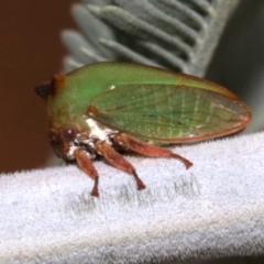 Sextius virescens at Majura, ACT - 1 Feb 2019 03:26 PM