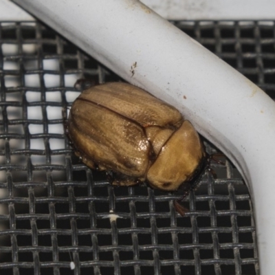 Cyclocephala signaticollis (Argentinian scarab) at Higgins, ACT - 27 Dec 2018 by AlisonMilton