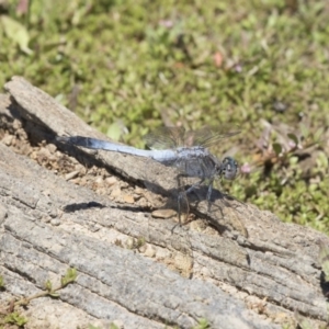 Orthetrum caledonicum at Amaroo, ACT - 28 Dec 2018