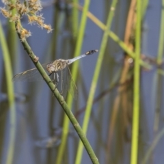 Orthetrum caledonicum (Blue Skimmer) at The Pinnacle - 20 Dec 2018 by AlisonMilton