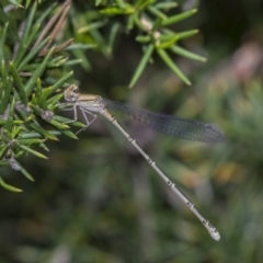 Pseudagrion aureofrons (Gold-fronted Riverdamsel) at Fyshwick, ACT - 16 Dec 2018 by Alison Milton