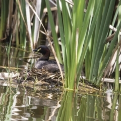 Tachybaptus novaehollandiae (Australasian Grebe) at Fyshwick, ACT - 16 Dec 2018 by AlisonMilton