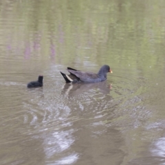 Gallinula tenebrosa (Dusky Moorhen) at Lake Ginninderra - 16 Dec 2018 by AlisonMilton