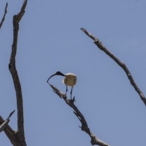 Threskiornis molucca at Amaroo, ACT - 28 Dec 2018