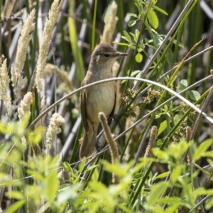 Acrocephalus australis at Belconnen, ACT - 17 Nov 2018 09:35 AM